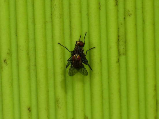 Mosca de la carne