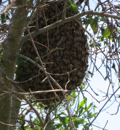European honey bee