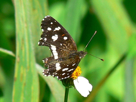 Bataraza