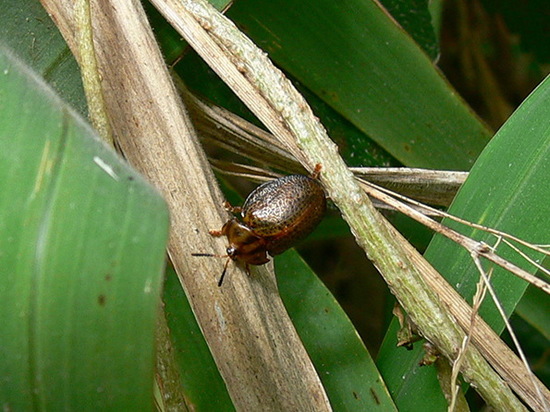Escarabajo tortuga