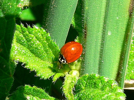 Vaquita roja