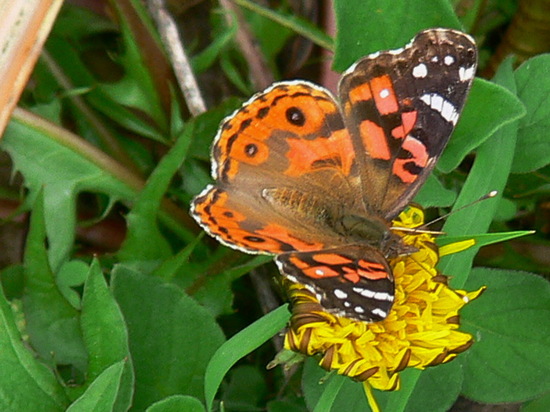 Dama pintada 