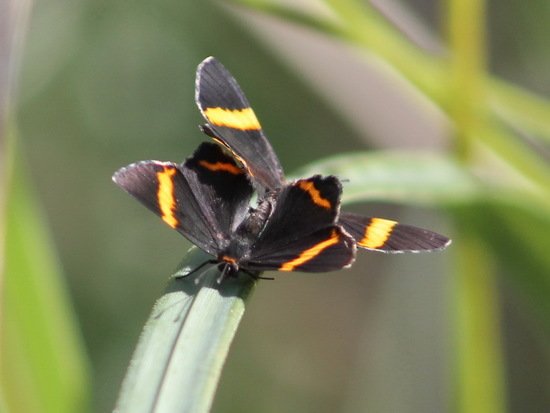 Lyssipoides metalmark
