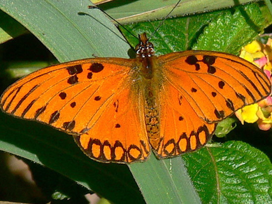 Espejitos
