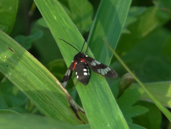 Polilla tigre