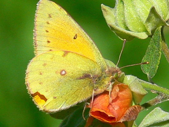 Isoca de la alfalfa 