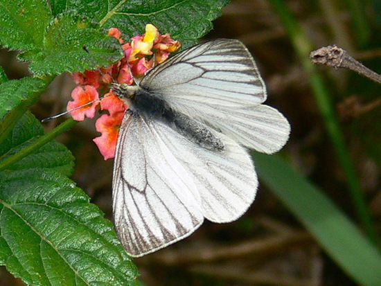 Lechera ribereña