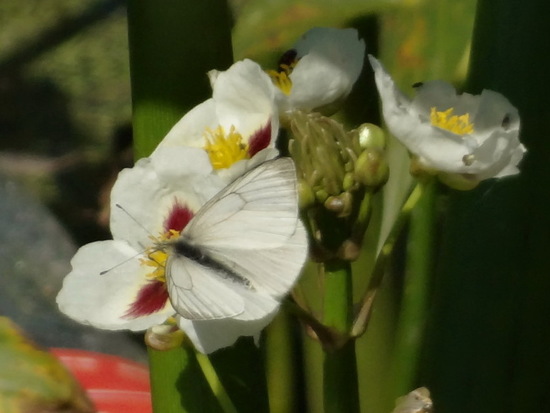 Lechera ribereña