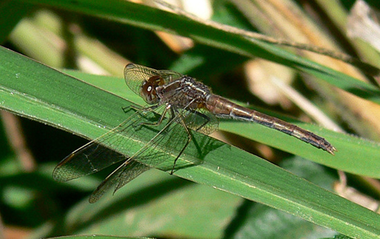 Libélula