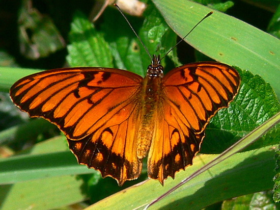 Mexican silverspot