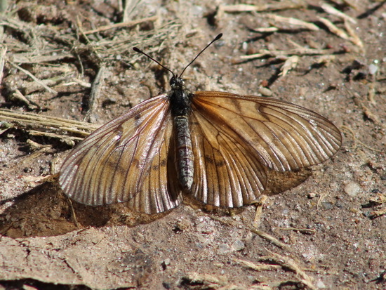 Perezosa aceitada 