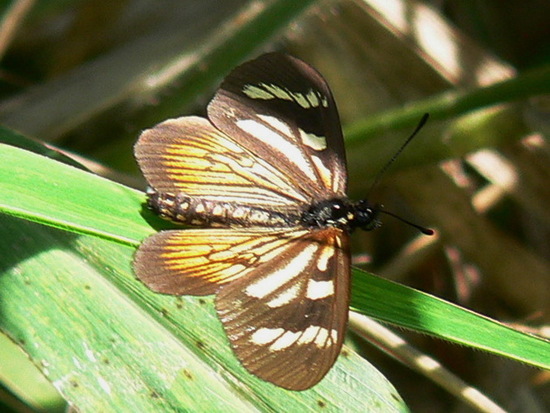 Perezosa común 