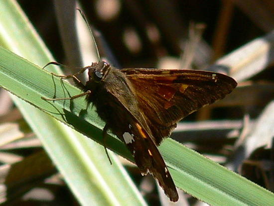 Silverdrop