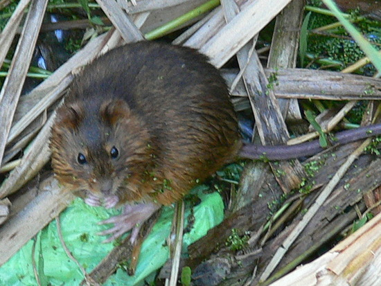 Marsh rats