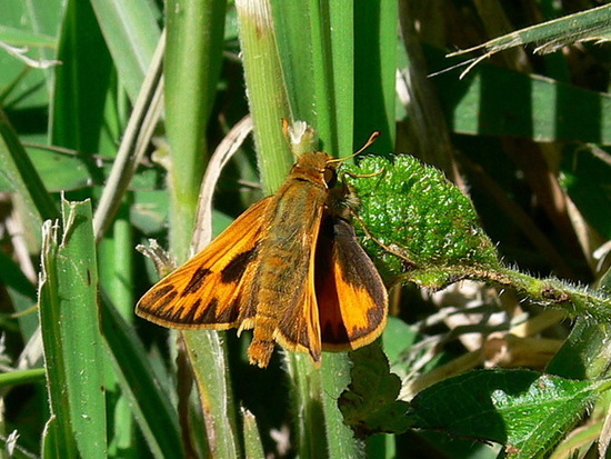 Saltarina amarilla