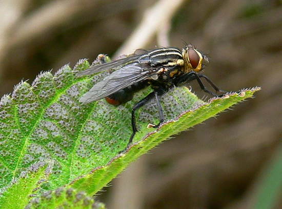 Mosca de la carne