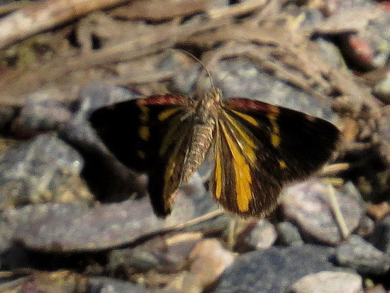 Polilla geómetra