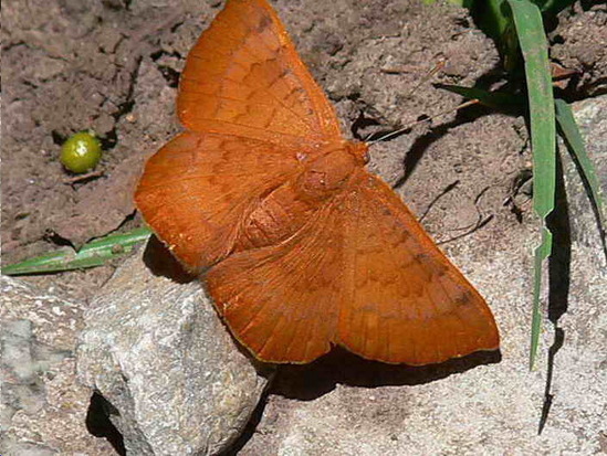 Russula metalmark