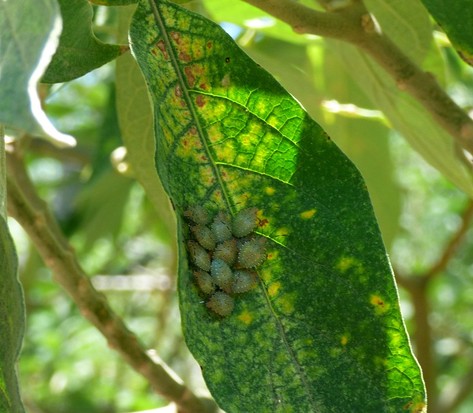 Chinche verde