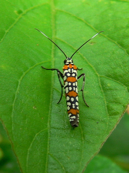 Ailanthus webworm moth