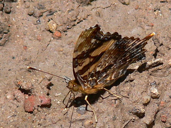 Bella mapwing