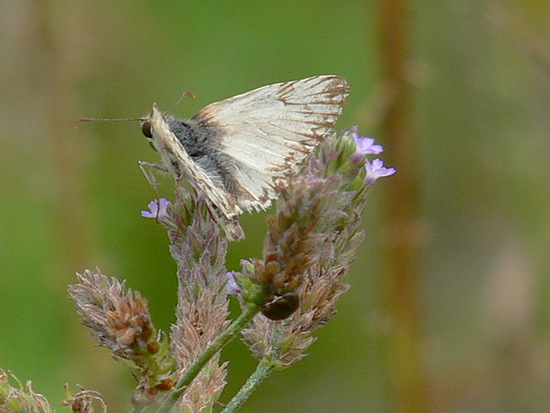 Omrina white skipper