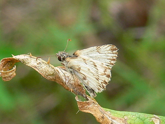 Omrina white skipper