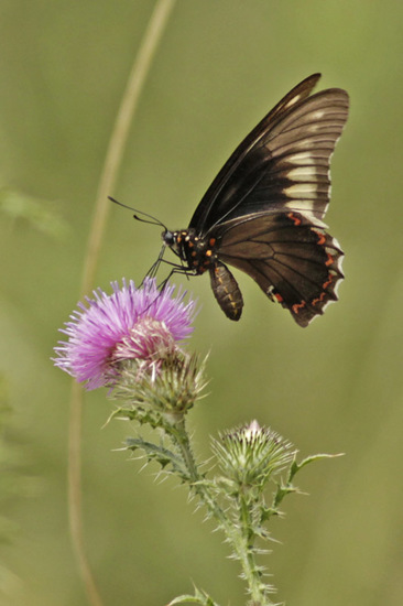 Polydamas swallowtail