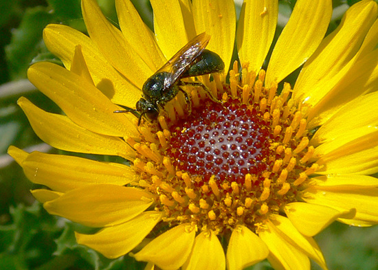 Abejita carpintera