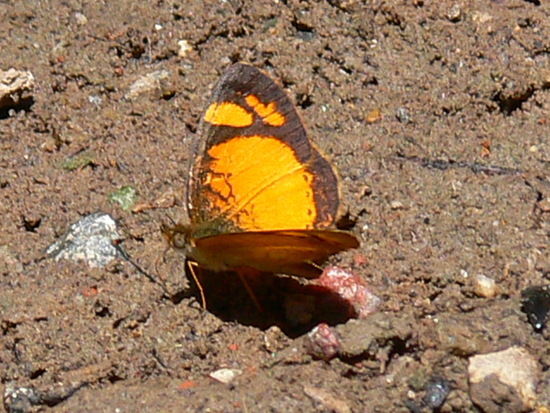 Claudina crescent