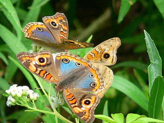 Southern buckeye