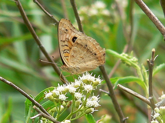Southern buckeye