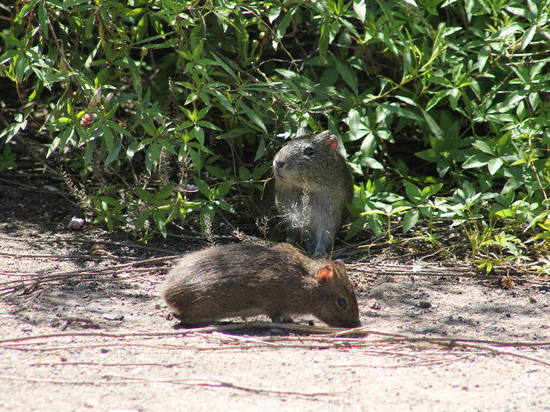 Pampas cavy