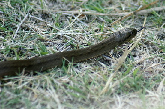 Culebra ocrácea