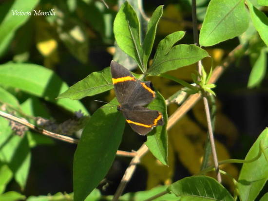Lyssipoides metalmark