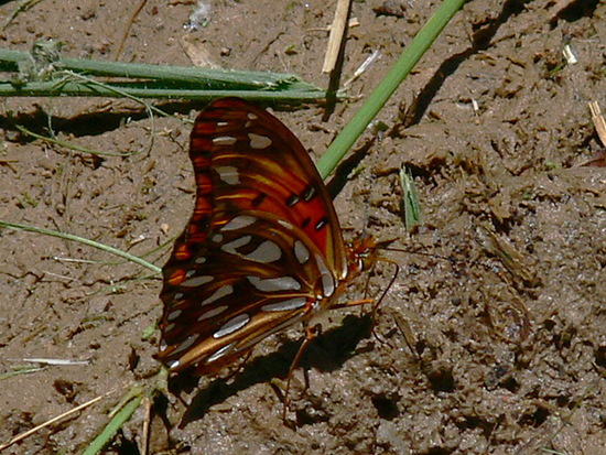 Gulf fritillary