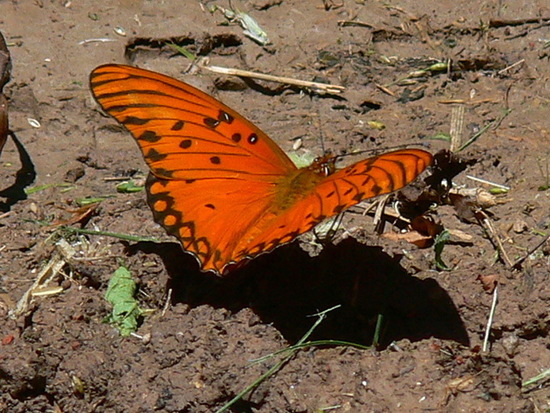 Gulf fritillary