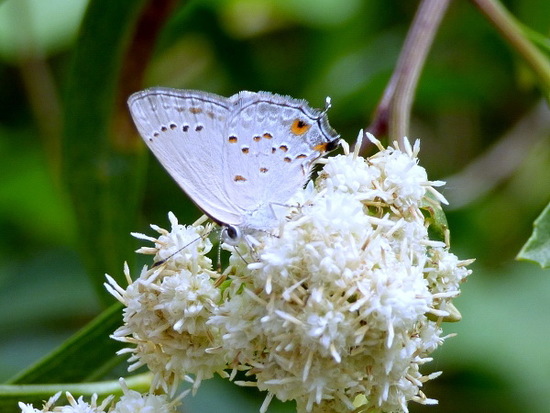 Eurytulus scrub-hairstreak