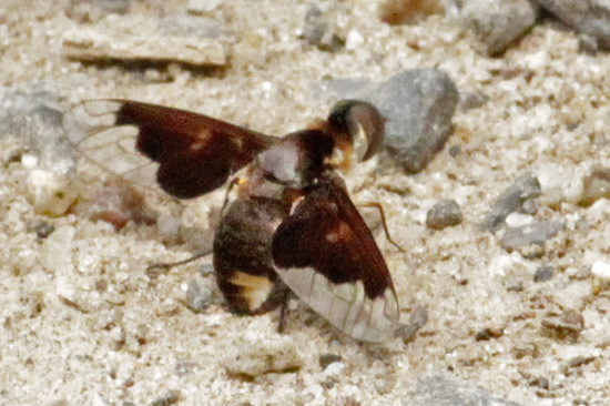 Bee fly