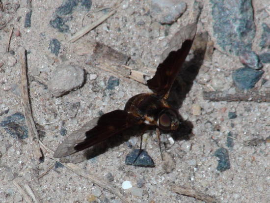 Bee fly