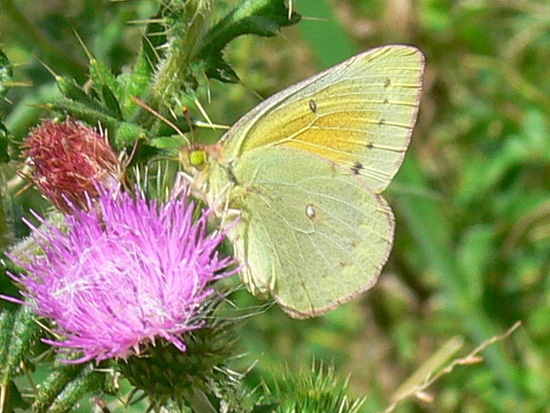Lesbia sulphur