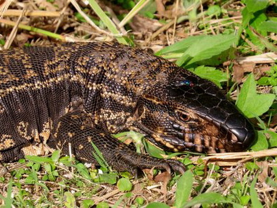 Black-and-white tegu lizard