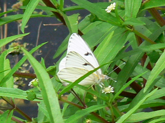 American white-milk