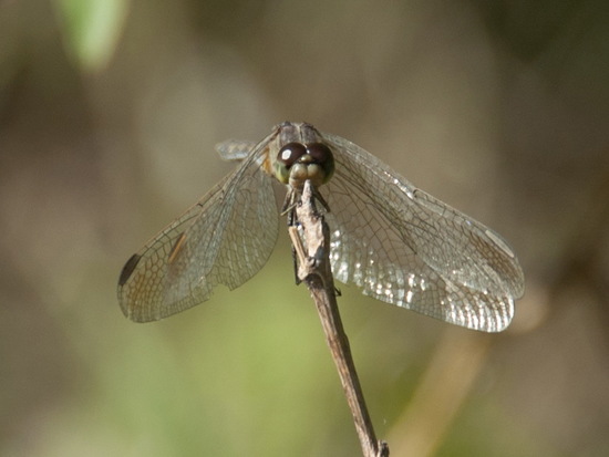 Libélula