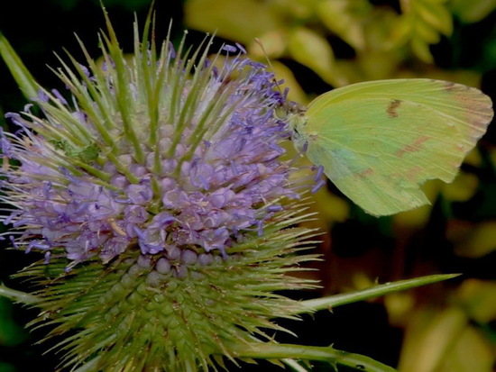 Common yellow