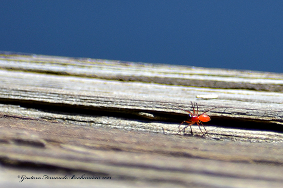 Araña enana