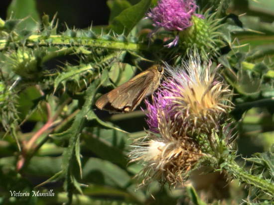 Eufala skipper