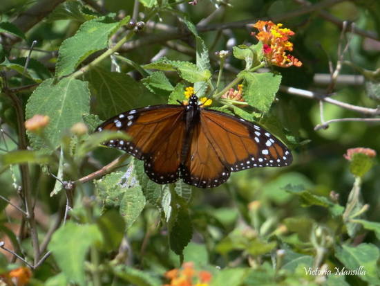 Southern Monarch