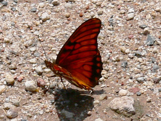 Mexican silverspot
