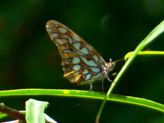 Mexican silverspot
